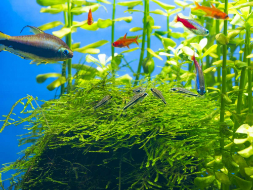 Preview: Wasserreinigende Aquarienpflanzen Set